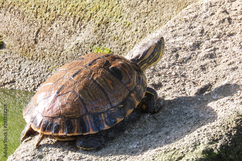 Obraz premium turtle on the road