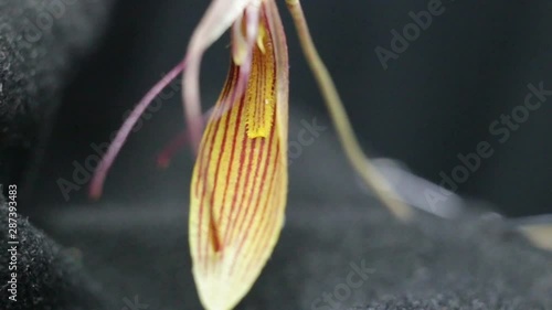 Strange striped red-yellow flower miniature Orchid Restrepia trichoglossa extreme close-up. Object rotates in frame, real time, artificial lighting, on black background photo