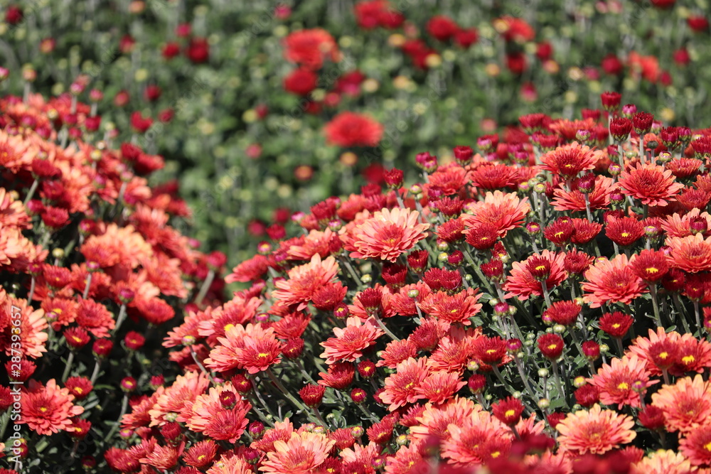 Red flowers of chrysanthemum, colorful flower bed in sunny day, selective focus. Festive floral background, beautiful pattern, symbol of autumn