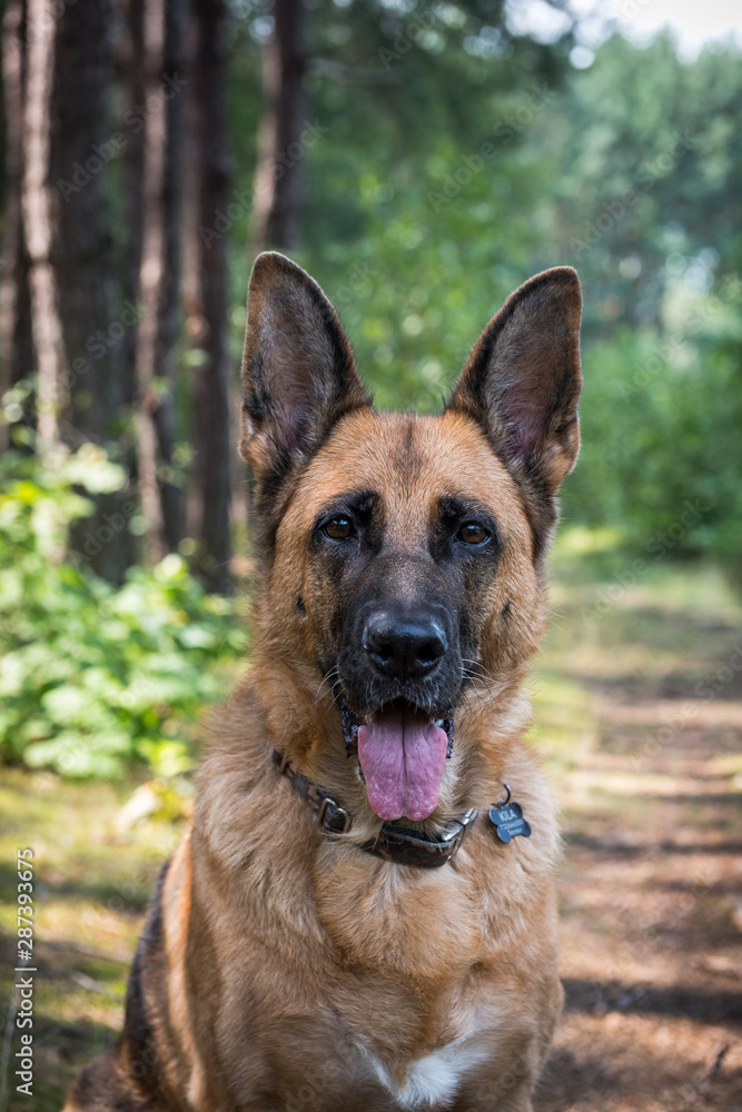 Adult German Shepherd Dog Face Portrait, Close Up, Outdoor Scenery