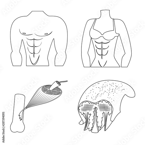 Isolated object of fiber and muscular icon. Collection of fiber and body stock vector illustration.