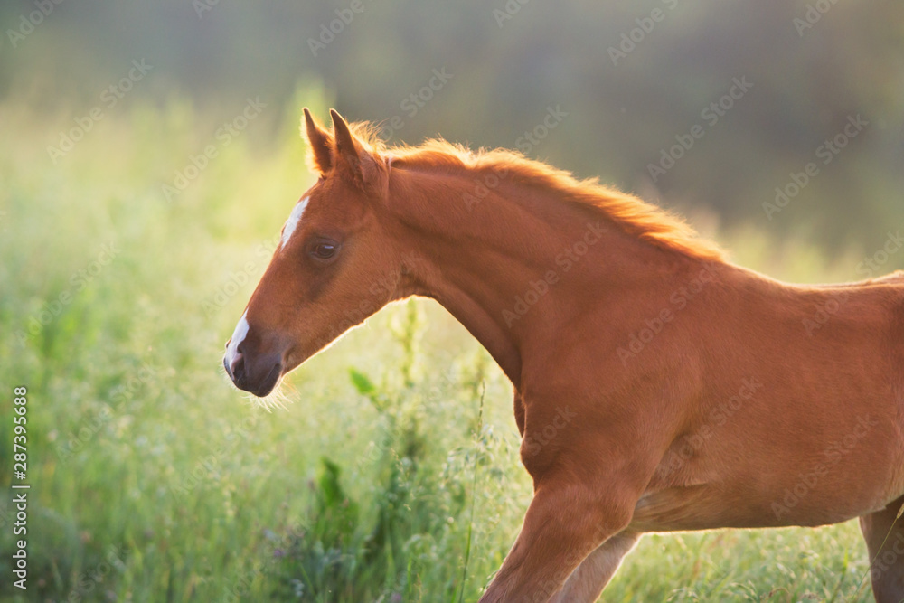 Fototapeta premium Red colt portrait at sunlight on summer field