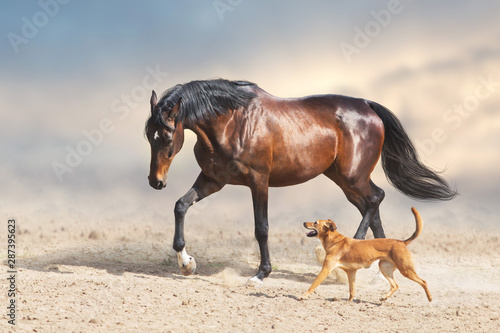 Fototapeta Naklejka Na Ścianę i Meble -  Horse run and play with dog in desert dust