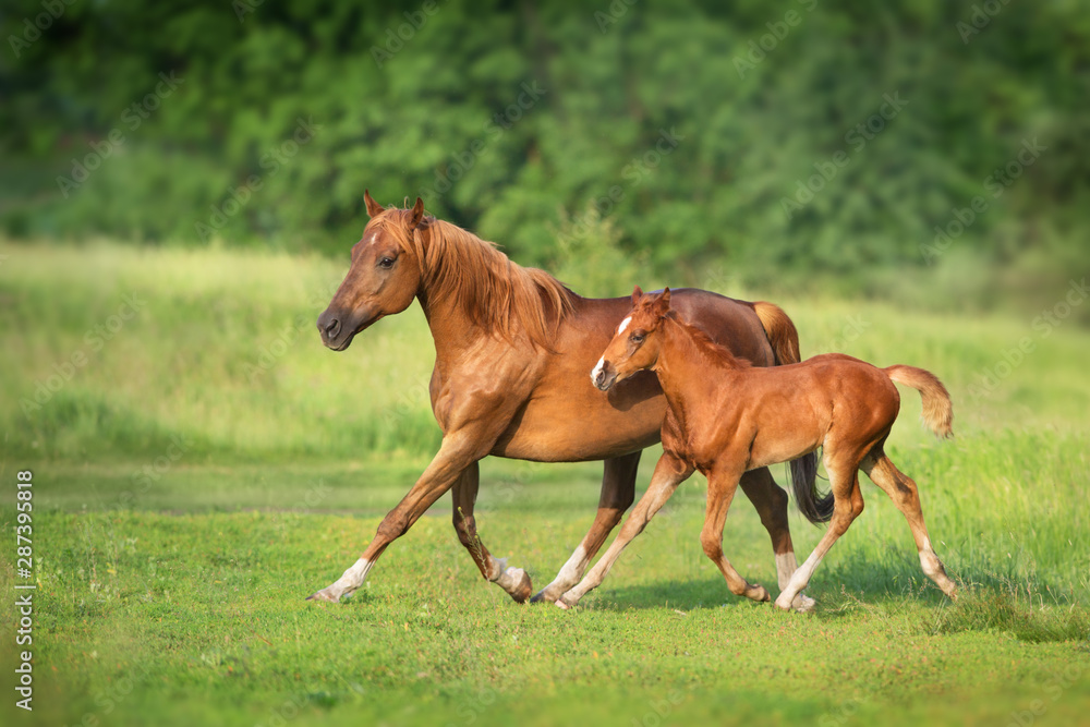Fototapeta premium Red mare and foal run on spring green meadow