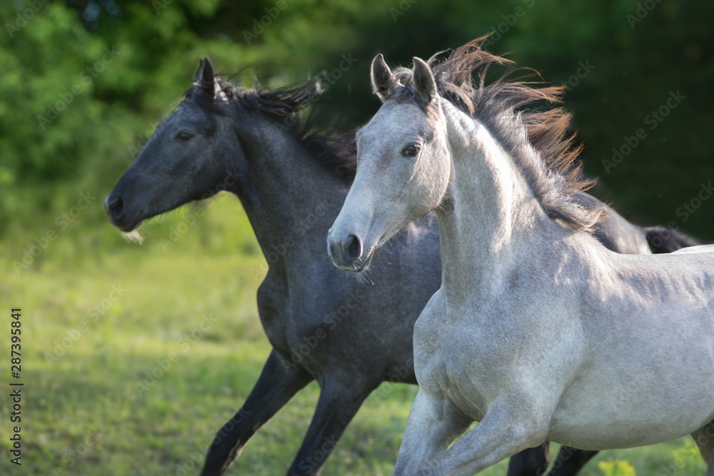 Obraz premium Couple Grey horse portrait in motion outdoor.