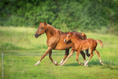 Red mare and foal run on spring green meadow