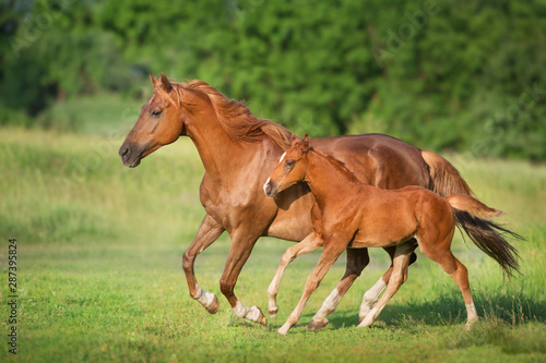 Red mare and foal run on spring green  meadow