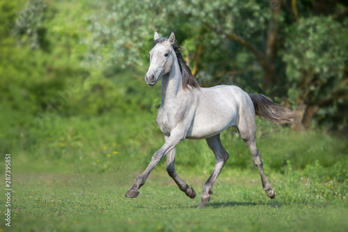 Grey horse trotting outdoor © kwadrat70