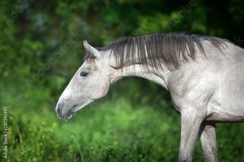 Grey horse portrait against green background