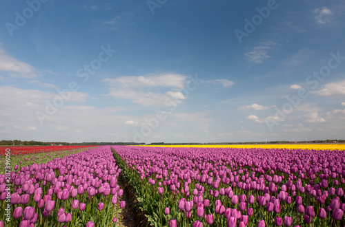Growing tulips. Field with tulips. Noordoostpolder. Netherlands. Agriculture