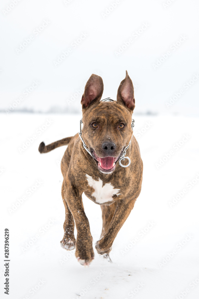 Happy striped American Staffordshire Terrier in the snow, Stafford in winter, running amstaff, jumping, redhead beautiful dog Terrier smiles and fun walks in the nature. AST in the winter Happy striped American Staffordshire Terrier in the snow, Stafford in winter, running amstaff, jumping, redhead beautiful dog Terrier smiles and fun walks in the nature. AST in the winter