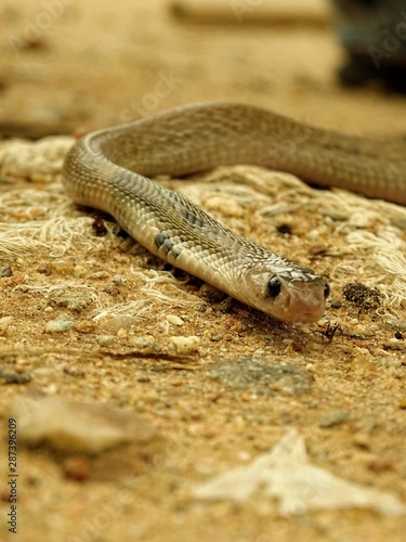 baby cobra with soft brown background 