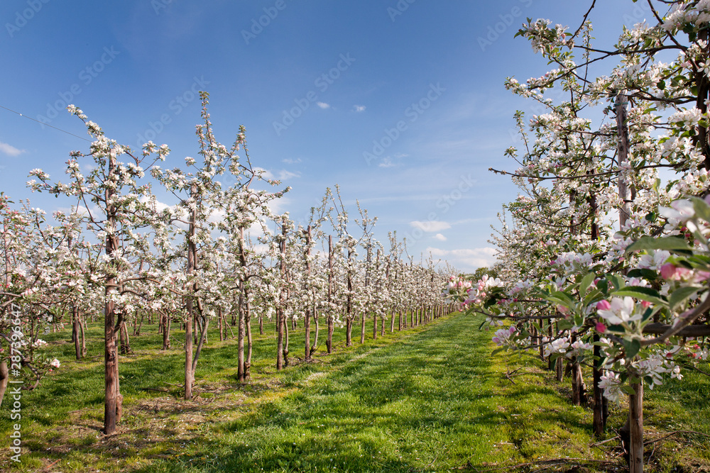 Spring. Appleblossom. Orchard blooming. Netherlands