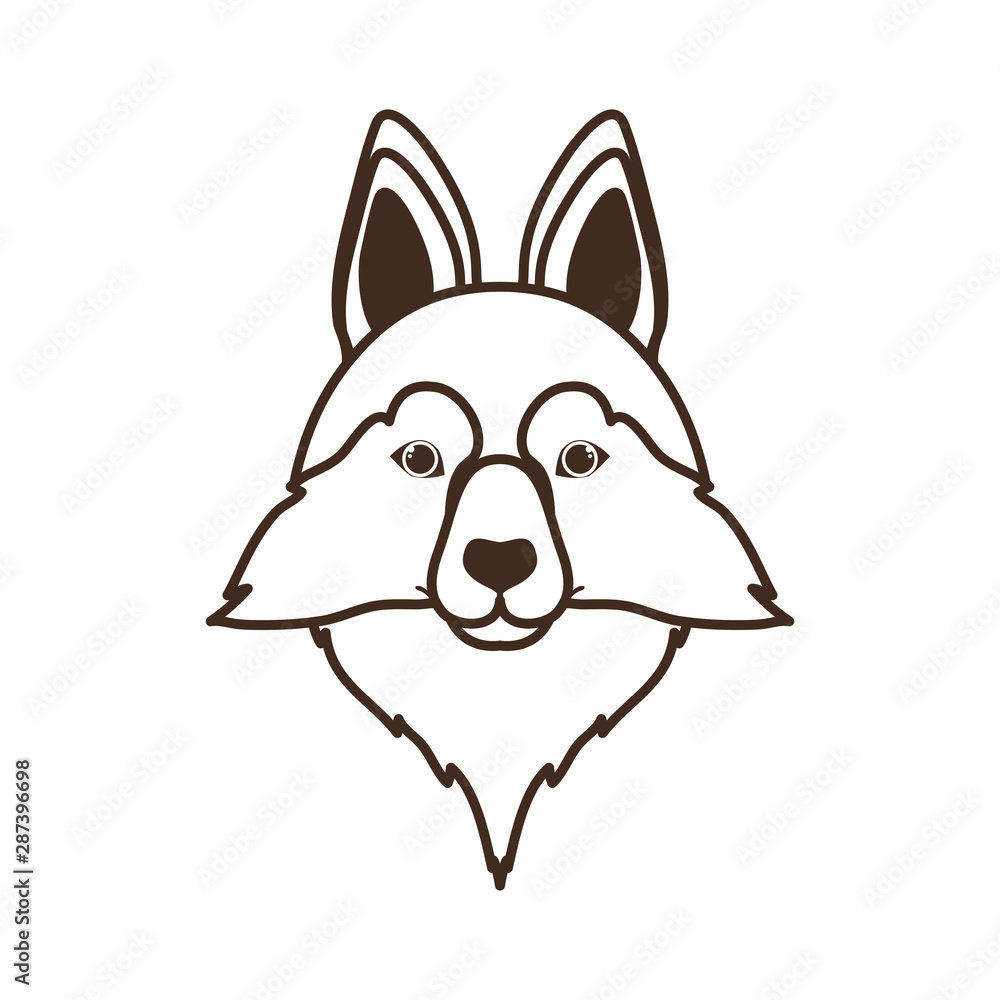 head of cute lobo siberiano dog on white background head of cute lobo siberiano dog on white background
