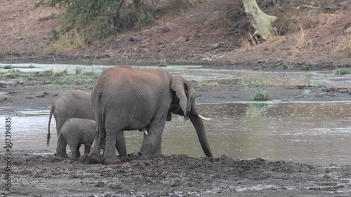 Elephants in kruger park south africa