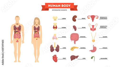 Human anatomy concept. Female and male body