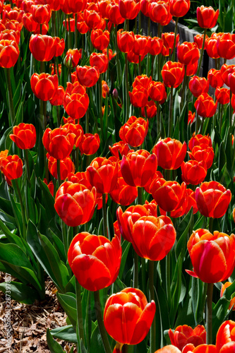 Tulip