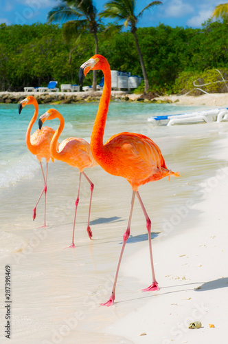 Obraz na płótnie fauna zwierzę ptak egzotyczny flamingo