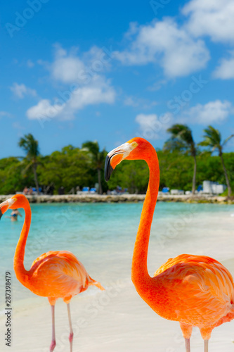 Obraz na płótnie ptak flamingo natura