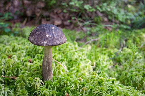 edible mushrooms in the autumn forest