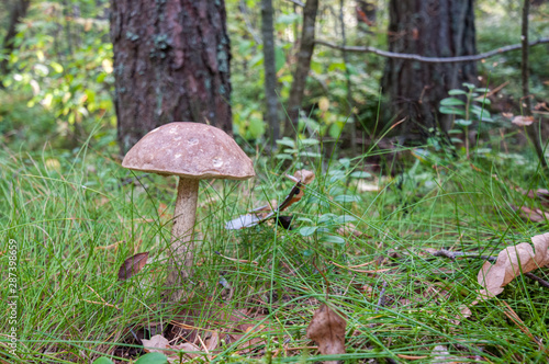 edible mushrooms in the autumn forest