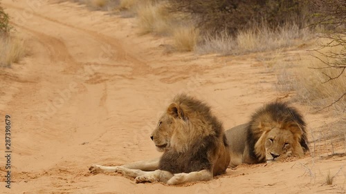 Two male lion brothers resting and watching surroudings together. Endangered black-maned lions, Kalahari desert, Botswana, Africa.