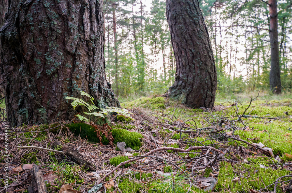 moss and curved pine in a pine forest moss and curved pine in a pine forest