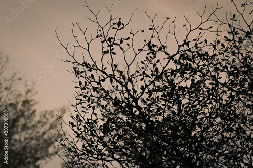 Silhouette tree branches with evening sky.