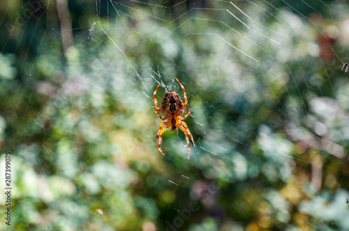 cross spider in a pine forest