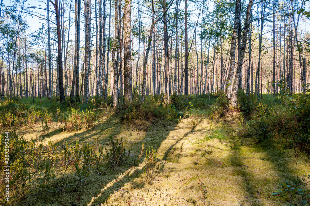 Fototapeta premium swamp in the north in a pine forest