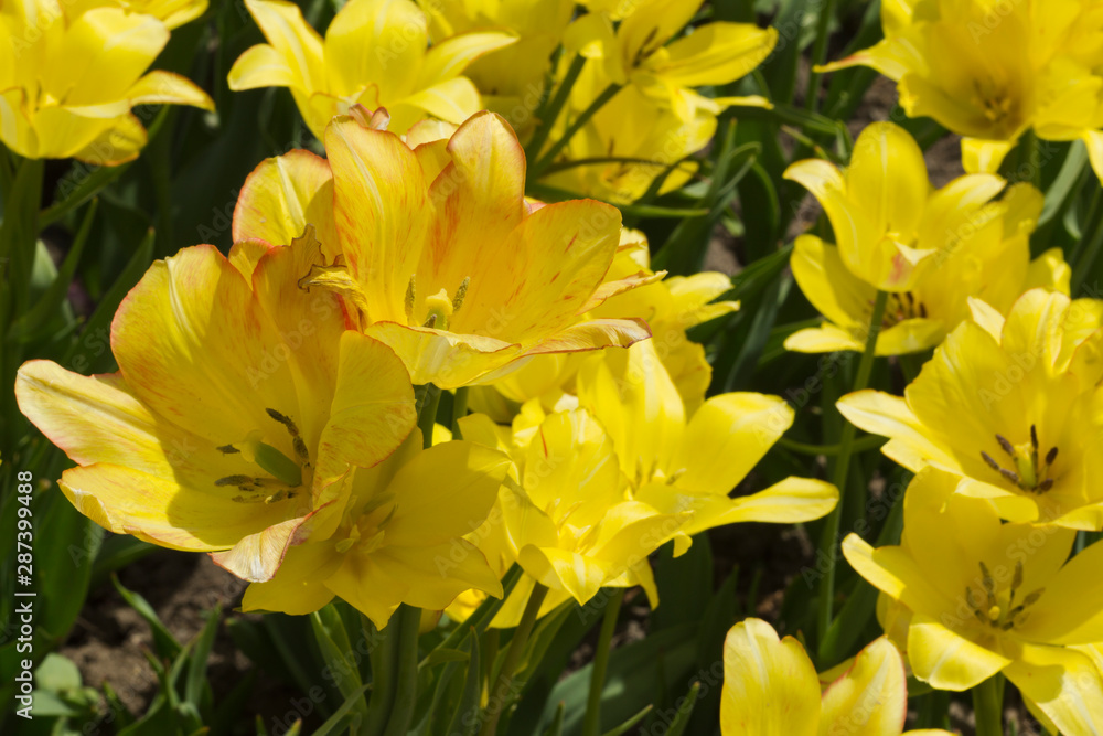 Tulip Tulip