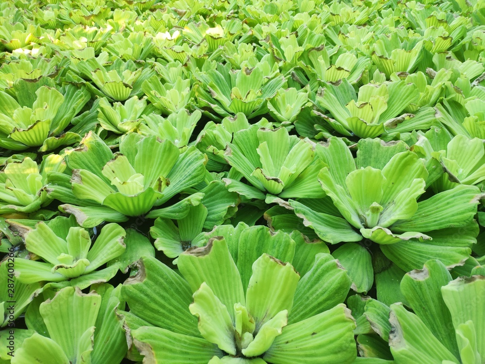 Obraz premium Green plant in the water. Green leaves. Water lily. A plant in its natural habitat.