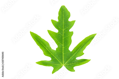 papaya leaf isolated on white background