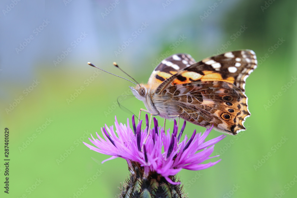 butterfly on a flower