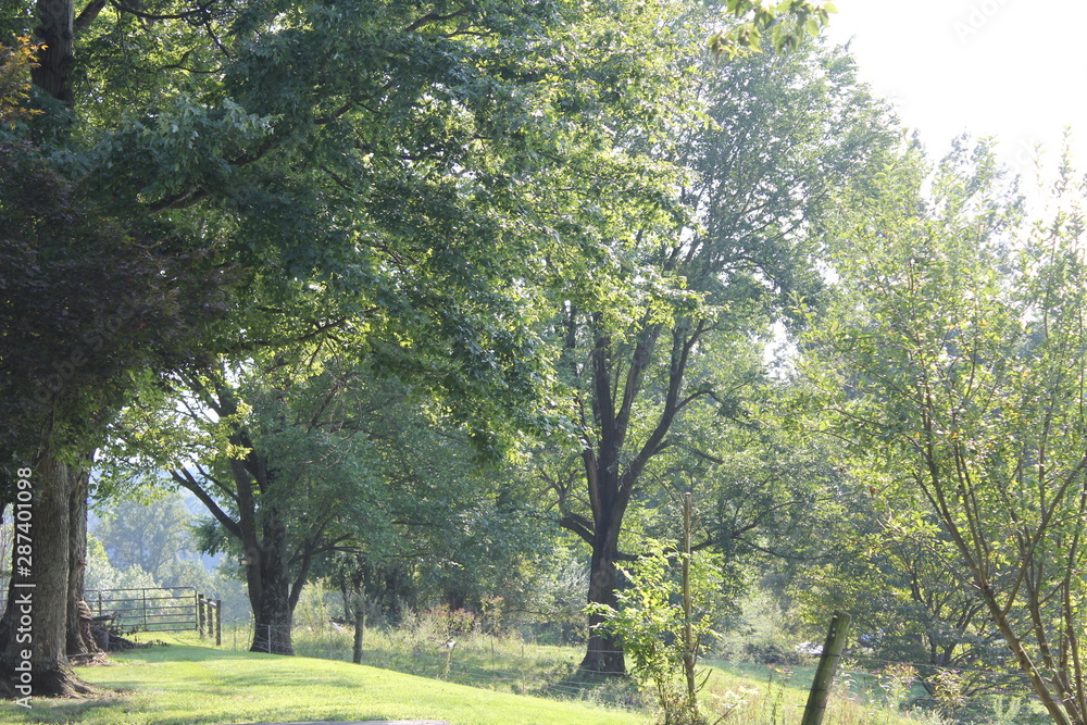 Obraz premium tree in the park