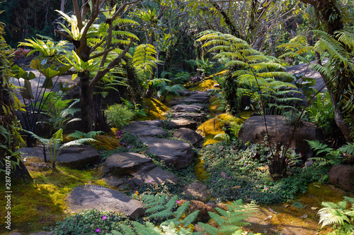 Tropical green forest with many kind of plant