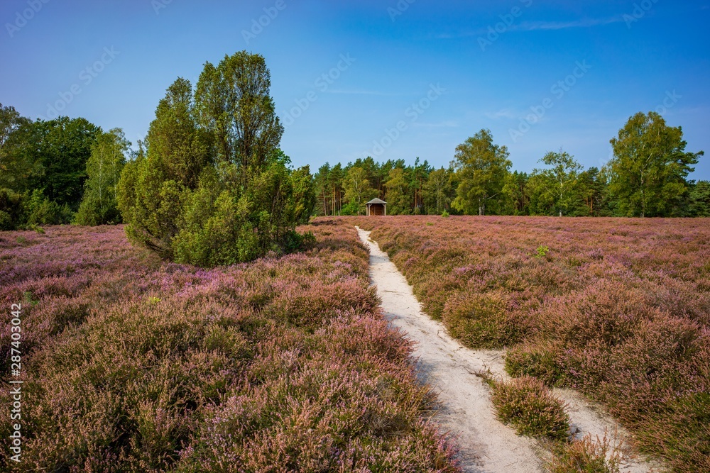 Fototapeta premium Heideflächen Wietzer Berg - Südheide