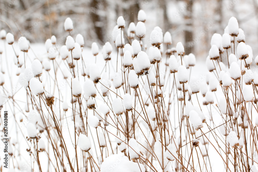 snow covered plants in a winter garden - obrazy, fototapety, plakaty 