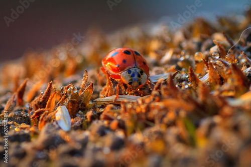 The sunflower with black seeds and ladybug