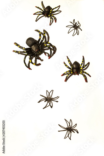 Halloween decoration big black spiders on white black background top view. copy space.  © irenastar