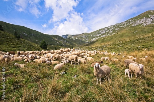 Livestock farm, flock of sheep in mountais.