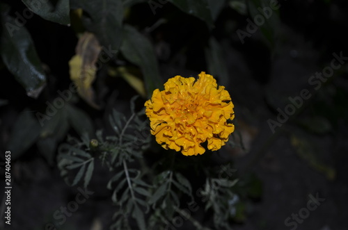 yellow flower