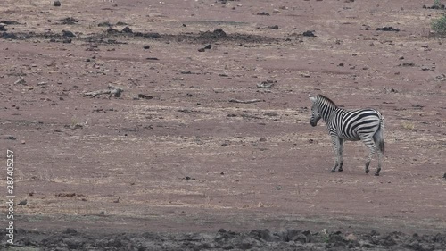 zebra in kruger park south africa