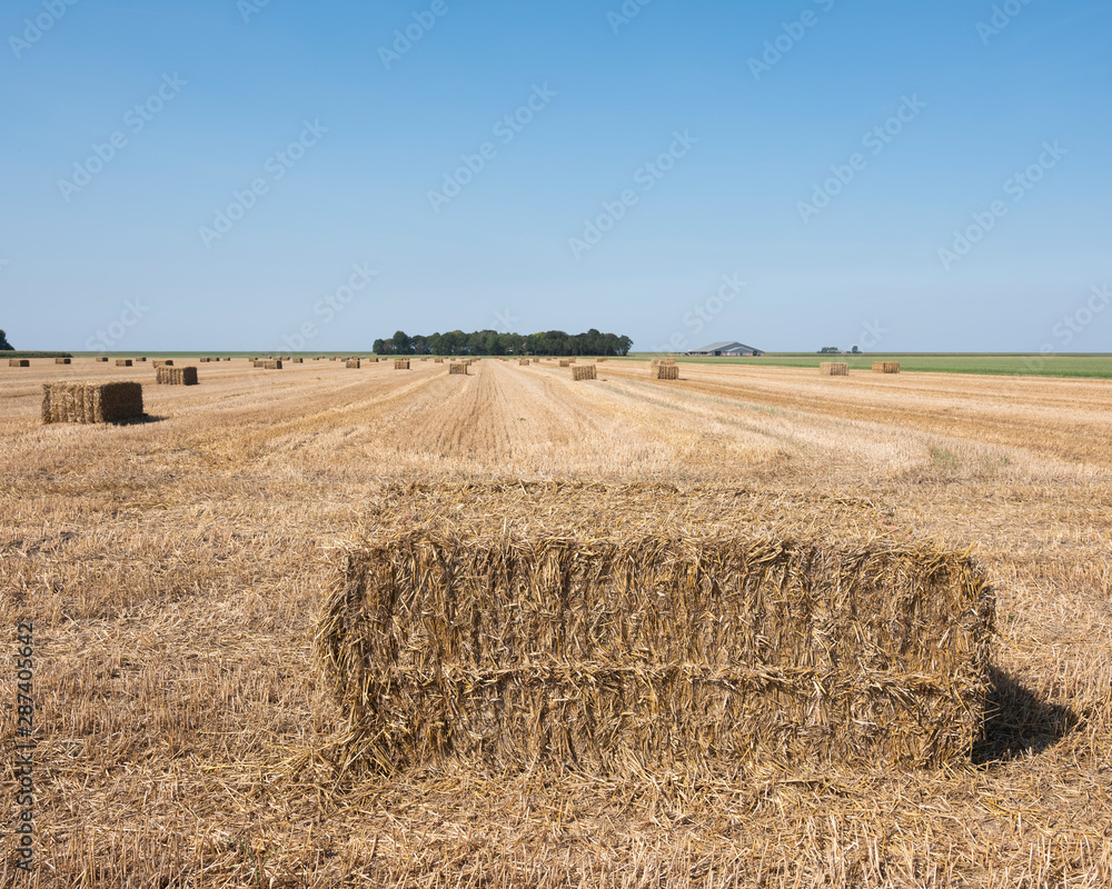 straw bales in agriculture country landscape of north groningen in the netherlands