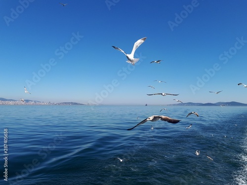 Photography Sea gulls and blue sea scape from the islands of istanbul