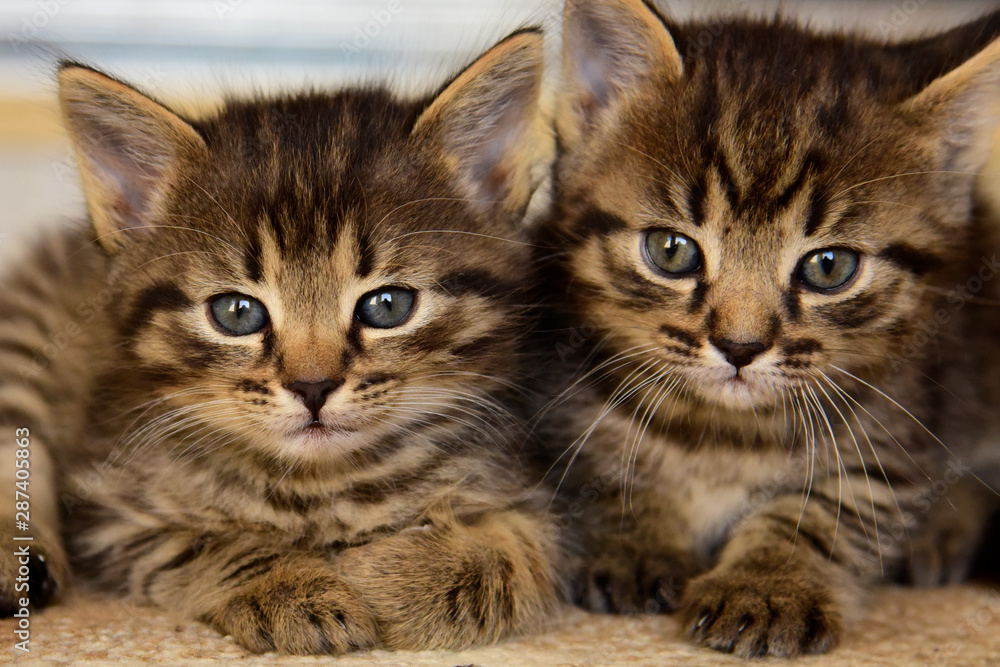 Two little cute gray kitten looks into the camera Two little cute gray kitten looks into the camera