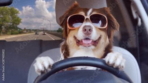Dog driving a car on a highway wearing funny sunglasses, wide shot photo