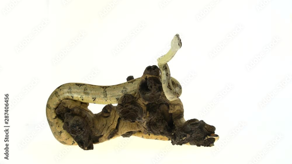 Columbian Boa or Boa constrictor imperator on wooden snag isolated in white Columbian Boa or Boa constrictor imperator on wooden snag isolated in white