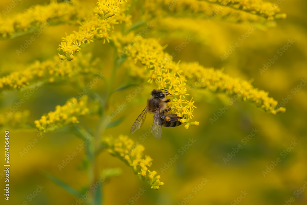 Honeybee on Goldenrod Flowers in Summer Honeybee on Goldenrod Flowers in Summer