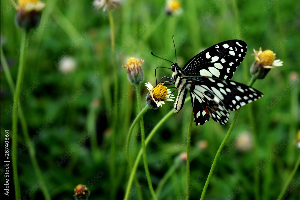 black butterfly on little white flower green background black butterfly on little white flower green background
